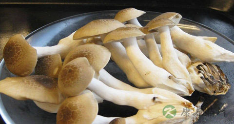 玉蕈的吃法_哪些人不能吃玉蕈