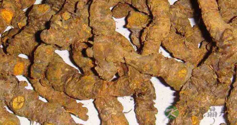 黄连的吃法_哪些人不能吃黄连