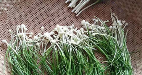 野葱的吃法_哪些人不能吃野葱