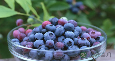 蓝莓的吃法_哪些人不能吃蓝莓