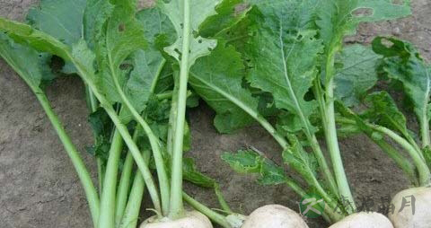 盘菜的营养价值_吃盘菜的好处