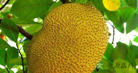 菠萝蜜怎么剥