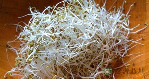 苜蓿芽怎么吃最安全