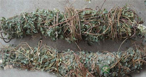 鸡骨草的吃法_哪些人不能吃鸡骨草 鸡骨草的吃法_哪些人不能吃鸡骨草