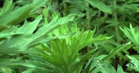 水蒿的营养价值_吃水蒿的好处