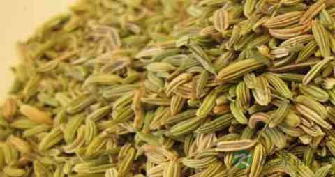 小茴香的营养价值_吃小茴香的好处
