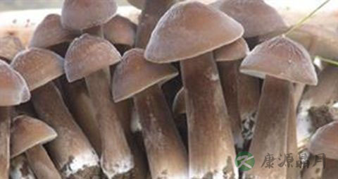 长根菇的吃法_哪些人不能吃长根菇