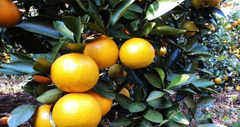 皇帝柑的吃法_哪些人不能吃皇帝柑 皇帝柑的吃法_哪些人不能吃皇帝柑