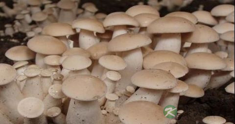 金福菇的营养价值_吃金福菇的好处