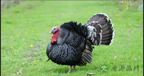 火鸡的营养价值_吃火鸡的好处