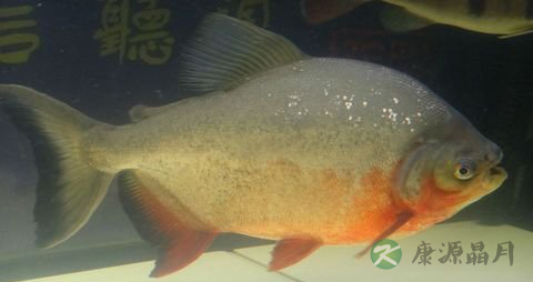 鲳鱼的营养价值_吃鲳鱼的好处