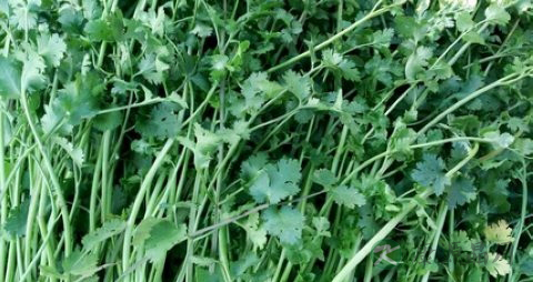 小叶香菜的营养价值_吃小叶香菜的好处