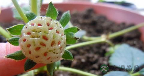 菠萝莓的营养价值_吃菠萝莓的好处