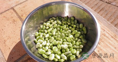 煮蚕豆为什么发黑