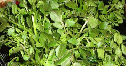 豆瓣菜的吃法_哪些人不能吃豆瓣菜