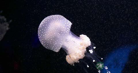 海蜇的营养价值_吃海蜇的好处