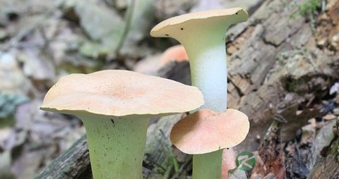 炒杏鲍菇用焯水吗
