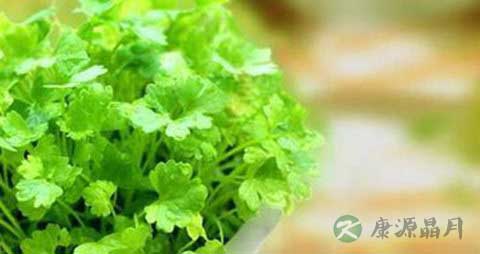 大叶香菜的吃法_哪些人不能吃大叶香菜