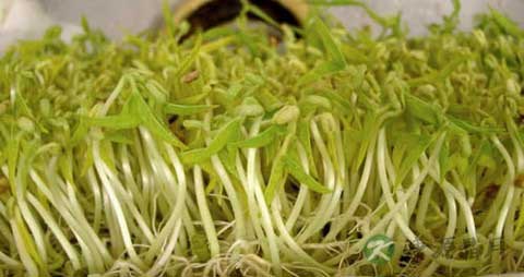 绿豆芽的营养价值_吃绿豆芽的好处