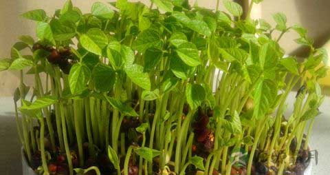 红豆芽的营养价值_吃红豆芽的好处