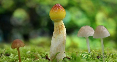 蘑菇的吃法_哪些人不能吃蘑菇