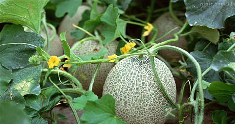 甜瓜的营养价值_吃甜瓜的好处