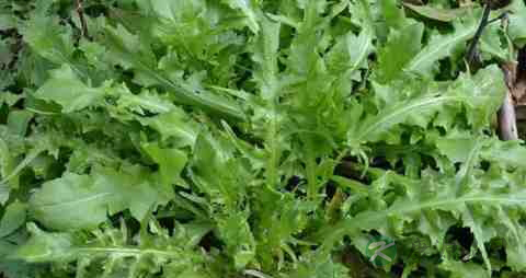 荠荠菜的营养价值_吃荠荠菜的好处