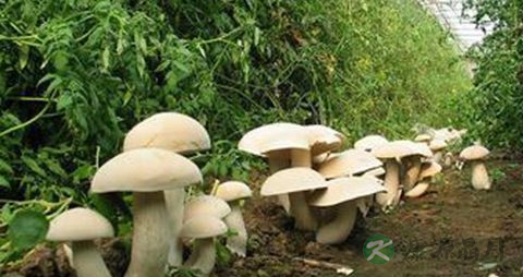 金福菇的营养价值_吃金福菇的好处
