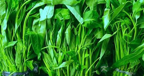 空心菜怎么切