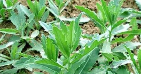 青青菜的吃法_哪些人不能吃青青菜