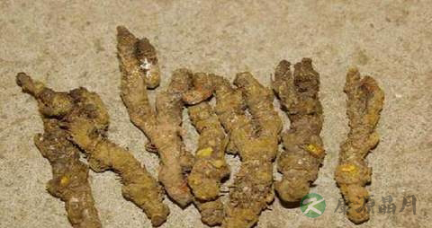 黄连的营养价值_吃黄连的好处