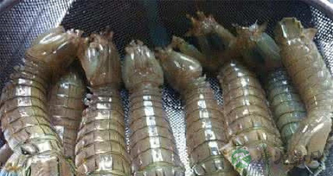皮皮虾蒸多长时间最好