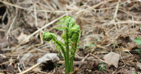 蕨菜的营养价值_吃蕨菜的好处
