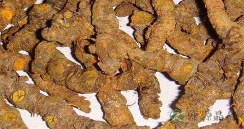 黄连的营养价值_吃黄连的好处