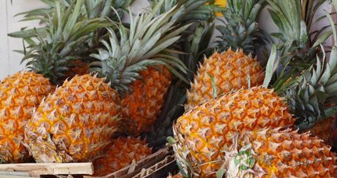 菠萝是什么季节的