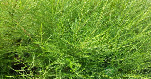 茴香菜的吃法_哪些人不能吃茴香菜