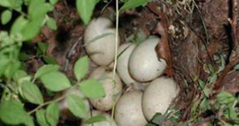 野鸭蛋的营养价值_吃野鸭蛋的好处