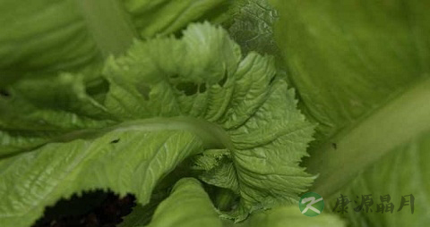 茎用芥菜的吃法_哪些人不能吃茎用芥菜