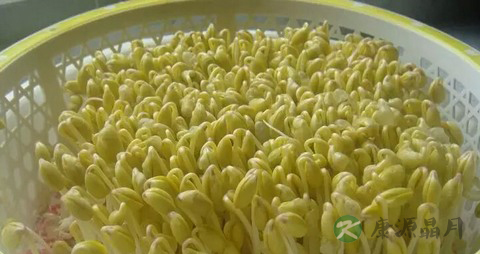 黄豆芽的营养价值_吃黄豆芽的好处