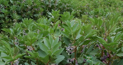 蚕豆的营养价值_吃蚕豆的好处