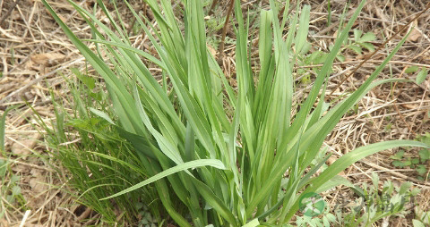野韭菜的营养价值_吃野韭菜的好处
