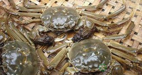 螃蟹怎么保鲜