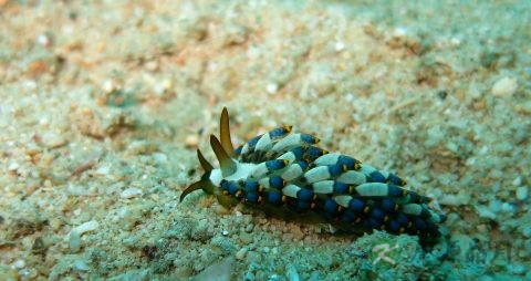 海兔的吃法_哪些人不能吃海兔 海兔的吃法_哪些人不能吃海兔