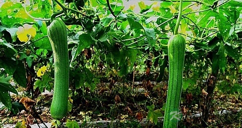丝瓜怎么做好吃
