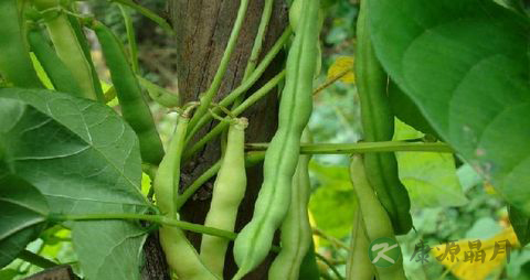 四季豆的营养价值_吃四季豆的好处