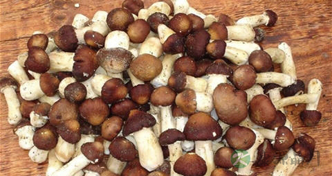 兰花菇的吃法_哪些人不能吃兰花菇