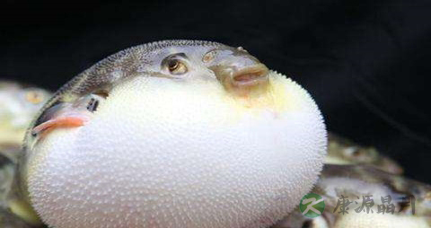 巴鱼的营养价值_吃巴鱼的好处