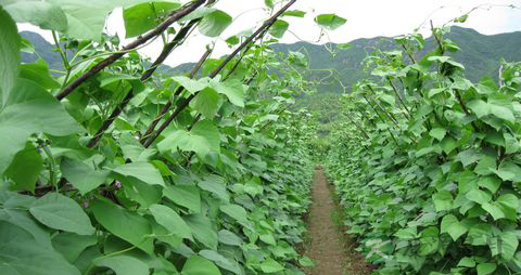 四季豆的营养价值_吃四季豆的好处