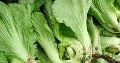 凉拌芥菜需要过水吗