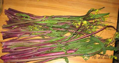 红菜苔的营养价值_吃红菜苔的好处